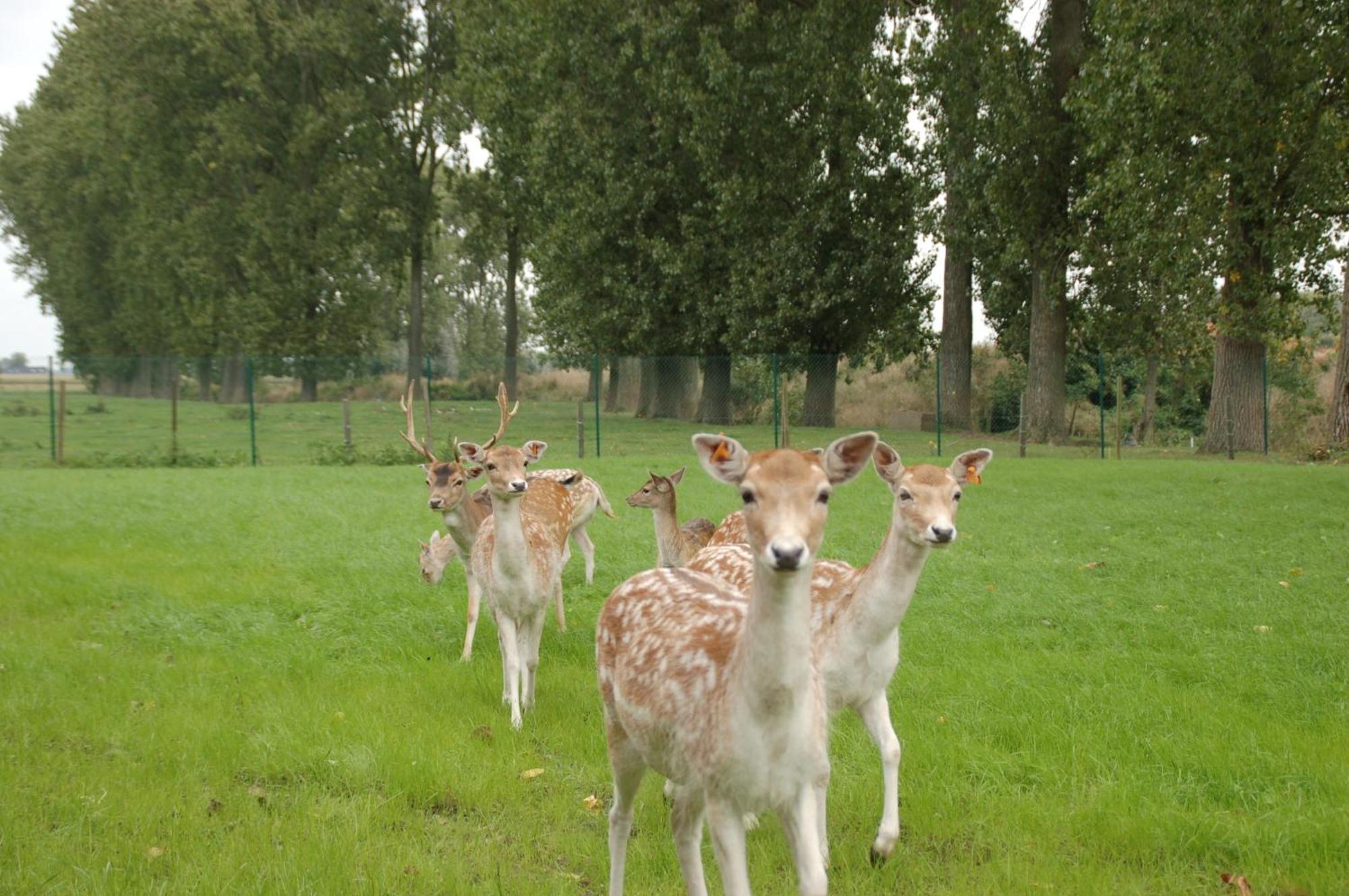 B&B De Rentmeesterhoeve Reningelst Extérieur photo